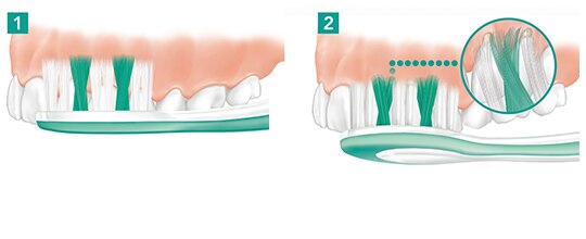 Posición básica del cepillo de dientes